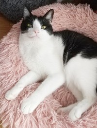 ハチワレ柄が素敵な朔ちゃん（画像提供：cittaちゃん）