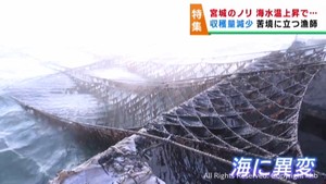 海水温の上昇でノリの収穫量が減少　全国有数の産地である宮城県の漁師が感じる変化と進む研究
