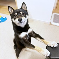 仕事が終わるのを健気に待ってたごまちゃん（画像提供：豆柴ごま娘さん）