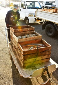 朝市に運び込まれる地魚。地元の漁師が水揚げした