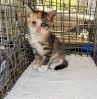 保護当時のイロハちゃん＝meifu_waさん提供