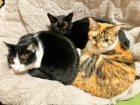 先住猫さんたちとくつろぐ（左から時計回りに）リンちゃん、黒猫のてまりりちゃん、ひなちゃん（画像提供：ひなてまリンさん）