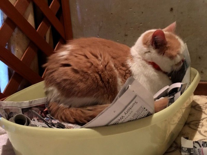 なぜかトイレで寝るのが好き