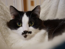 ボンネットから救出された口ひげ模様の猫　飼い主の心の隙間を埋め、先住猫とも仲良く