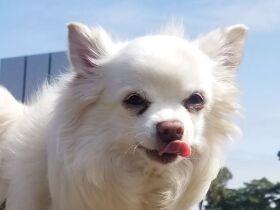 ドッグラン楽しいね！　名前を呼ぶとうれしそうにかけつけてくれるチワワ「汰壱」