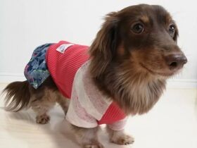 ダックスの「EIN（アイン）」　ハンドメイドの洋服を着て自宅でファッションショー