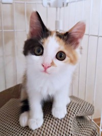 お迎え後、目はまん丸、毛ヅヤはふんわりとしたみこちゃん（画像提供：方原 刺繍屋かたはらさん）