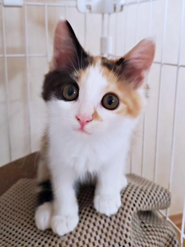 お迎え後、目はまん丸、毛ヅヤはふんわりとしたみこちゃん（画像提供：方原 刺繍屋かたはらさん）