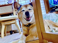 満面の笑みを浮かべるテツくん（画像提供：ゆずのなかさん）