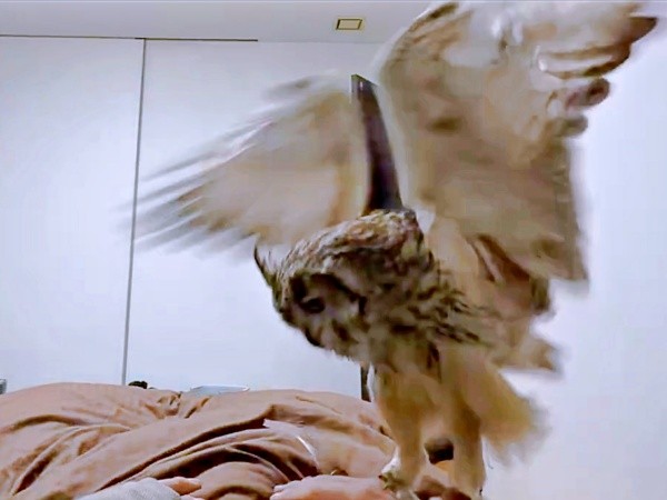 飼い主さんの顔のそばにやって来て様子をうかがうアルマちゃん（画像提供：アルマ@ベンガルワシミミズクさん）