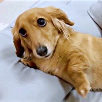 「まだ寝よう？」 上目遣いでアピールするCHOCOちゃん（画像提供：NOBU CHOCOさん）