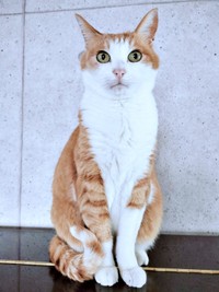 美ニャンに成長したマリーちゃん（画像提供：まりてつさん）