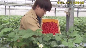 春採りイチゴの収穫が最盛期　宮城・登米市