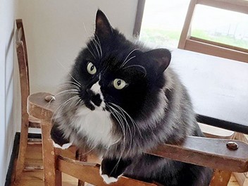 おもてなしは猫の気分次第　猫３匹がいるレトロなカフェ