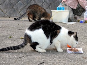 野良猫の不妊・去勢手術を公費で　神戸市議会が条例案