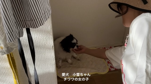 愛犬の小雪ちゃん／こよみさん提供