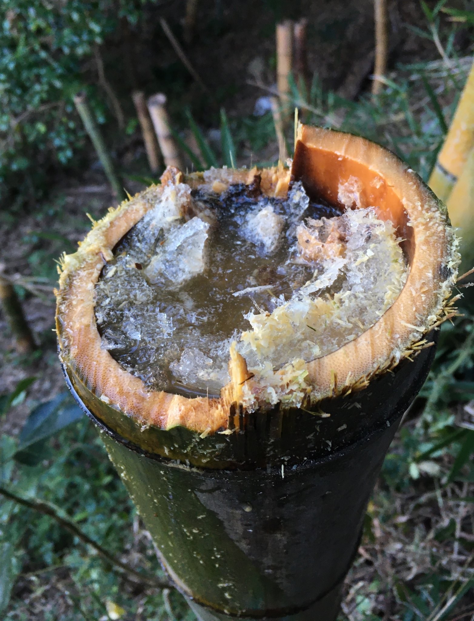 山で竹を切ったら、中から“お酒”が?!…これぞ「奇跡の酒」“竹水”が発酵か、識者も「極めて珍しい」|まいどなニュース