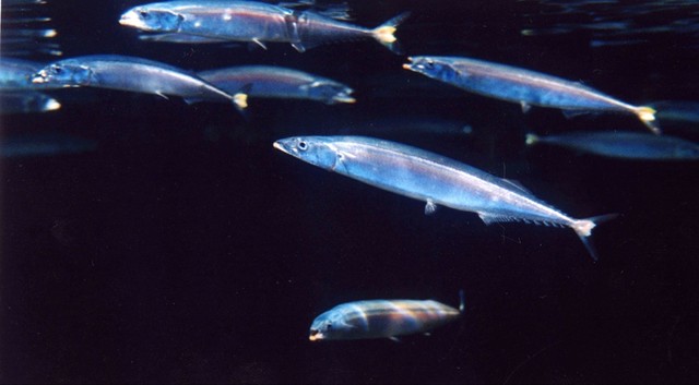 群れで泳ぐサンマ ※アクアマリンふくしま提供