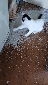猫砂をぶちまけたり…（画像提供：黒猫クロさん）
