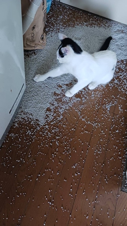 猫砂をぶちまけたり…（画像提供：黒猫クロさん）