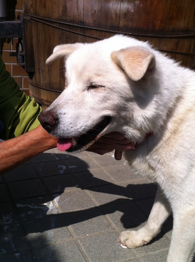 たくさんの愛情を注がれたヤマトくん