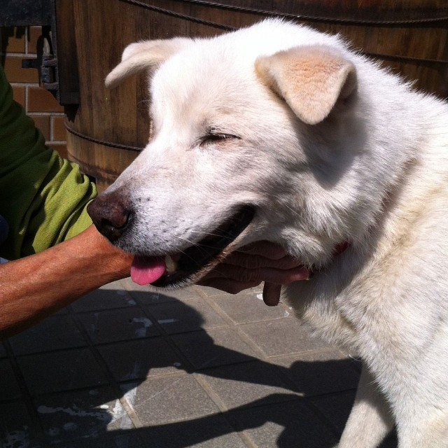 たくさんの愛情を注がれたヤマトくん