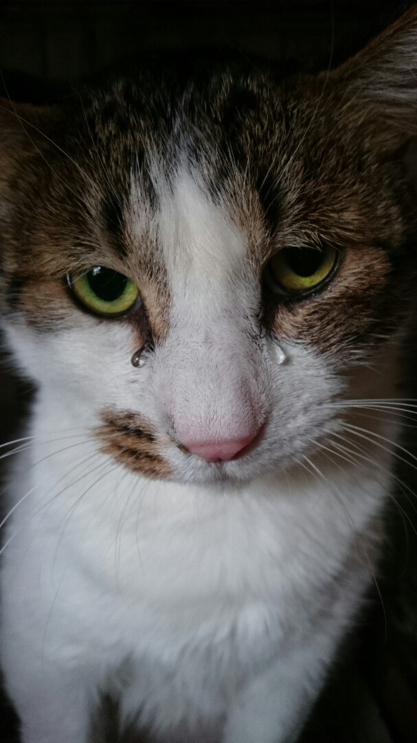 針金を巻かれ、首の動脈が切れる寸前だった猫…保護した飼い主に