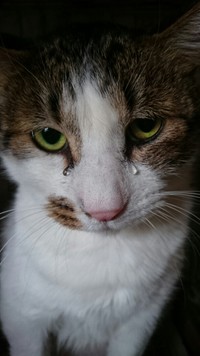 さいたま市内で4年ほど前、首や4本の足を針金でまかれた状態で保護された雄猫キジトラくん。うれしくて涙を流すこともあるという（元保護ボランティアAさん提供）