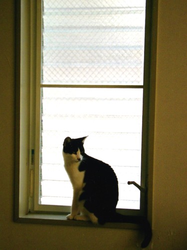 凜として美しいあさりちゃん