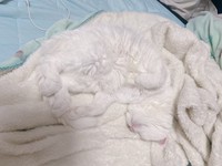 毛布と同化したもこちゃん（画像提供：ねこぴったーさん）