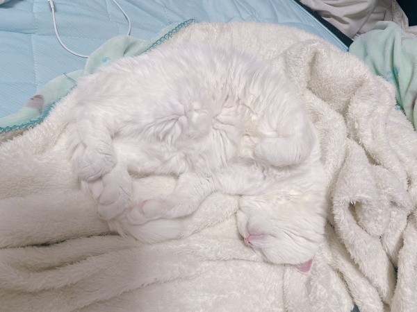 毛布と同化したもこちゃん（画像提供：ねこぴったーさん）