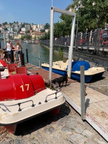 この黒い犬はボート屋さんの犬。まるでお客さんをボートへ誘導しているようでした！