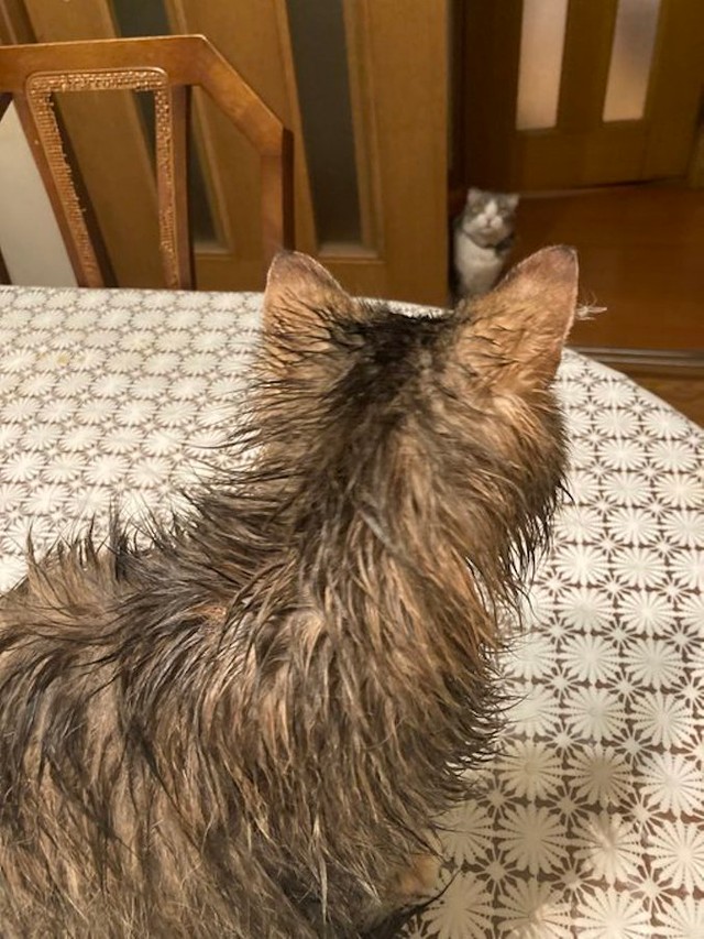 チャチャちゃん「次に洗われるのは…」コハクくん「！？」（提供：コハちゃん さん）