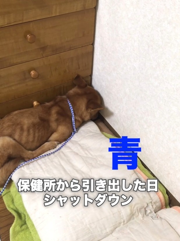 保健所から引き出した日の犬。「シャットダウン状態」だった（Ako Yamazakiさん提供、Instagramよりキャプチャ撮影）