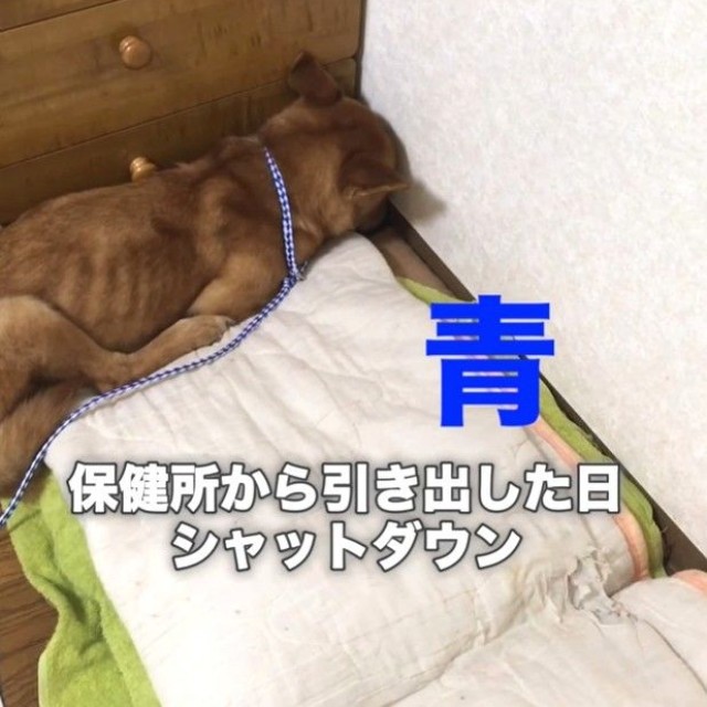 保健所から引き出した日の犬。「シャットダウン状態」だった（Ako Yamazakiさん提供、Instagramよりキャプチャ撮影）