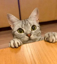 パパさんに切ってもらった爪をママさんに見せる、あんこくん（画像提供：あんこともなか 充電ねこさん）