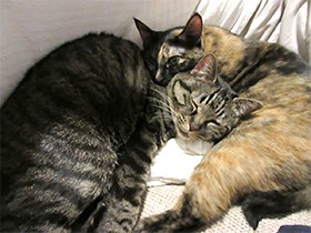 来客に甘えまくる猫と、遠くから見守る猫…　女性一人には寛容？