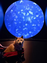 だんだん真顔になるゆめちゃん（画像提供：柴犬の見る夢さん）