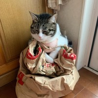 米袋の上でうつらうつら・・・