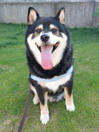 散歩中、満面の笑みを浮かべる豆さん（画像提供：まめたろうさん）