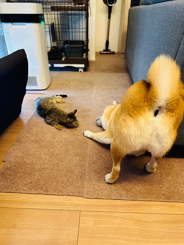 同じようなポーズでくつろぐ様子（提供：shibainu-putenさん）