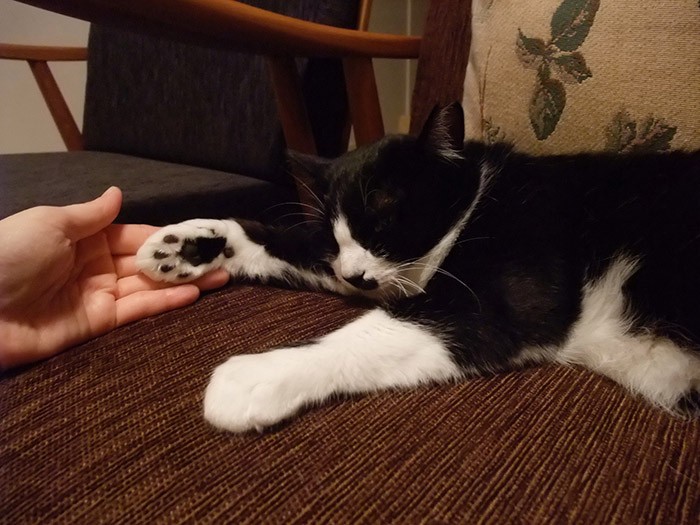 家に来た翌日、てんちゃんはさかざきさんに慣れて体を触らせた。寝る時はいつも一緒、ふとんを開けると入ってきたそうです（さかざきさん提供）