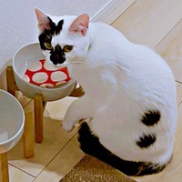 コースターを水没させるようになったあめちゃん（画像提供：様子がおかしい猫 あめさん）