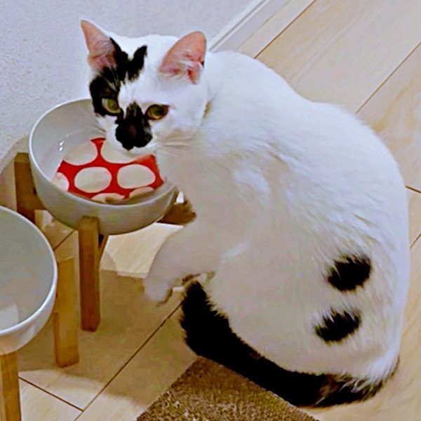 コースターを水没させるようになったあめちゃん（画像提供：様子がおかしい猫 あめさん）