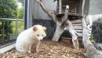 冬毛の眠そうなアキラさん　写真提供：周南市徳山動物園