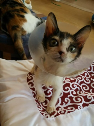 このころは、まだ体重も700ｇ程度。手足も華奢で頼りなかった