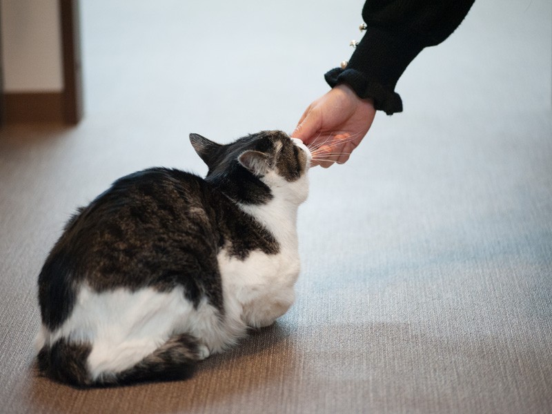 「菜々子さん何かくれるの？」（小林写函撮影）