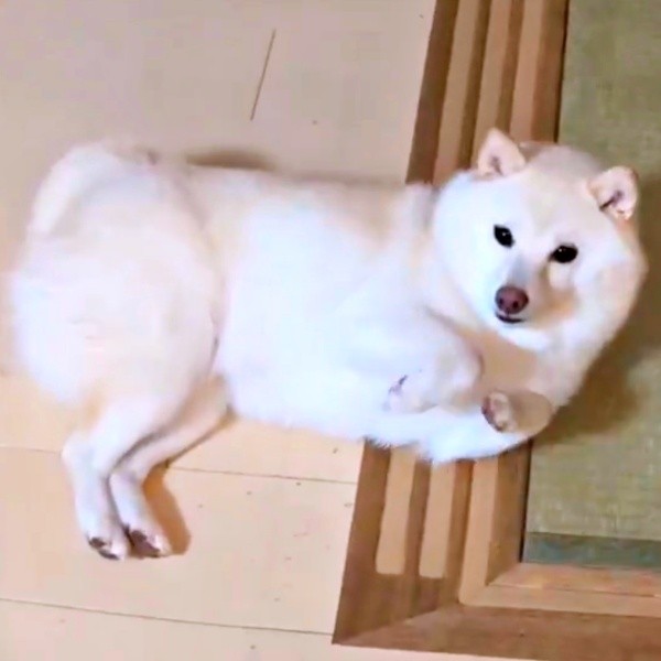 飼い主さんと目が合うと前足がヒュッ！（画像提供：KURUMILK.SHIBAINUさん）