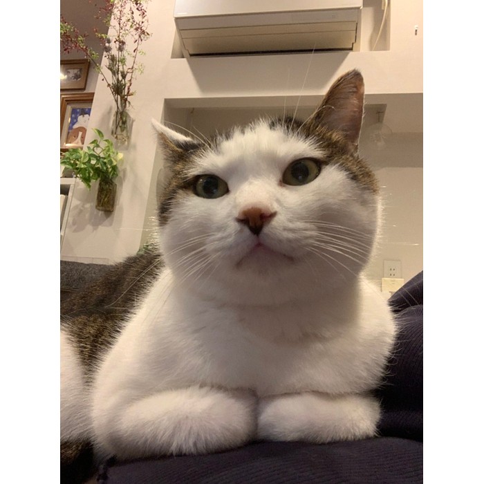 今年も飾られたにゃ」クリスマスツリーにロックオンの猫さん…この後