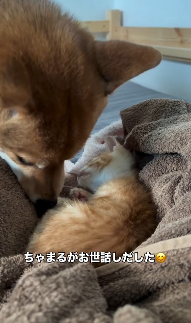 小さいわさびくんをお世話するちゃまるちゃん（画像提供：@chamaru0617さん、Instagramよりキャプチャ撮影）